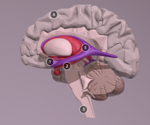 Sydney 3d Model Internal Brain Structures Anatomytool Sydney 3d Model Internal Brain Structures Anatomytool